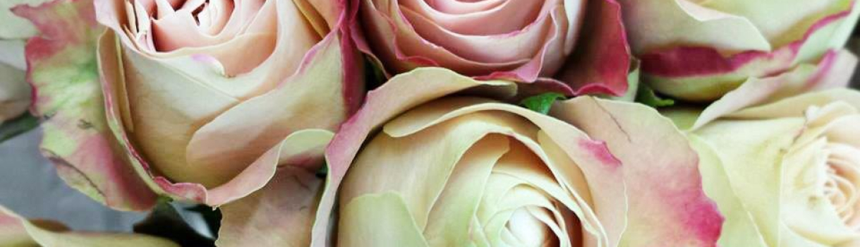 10408038_1559254234348292_4714348231819934467_n