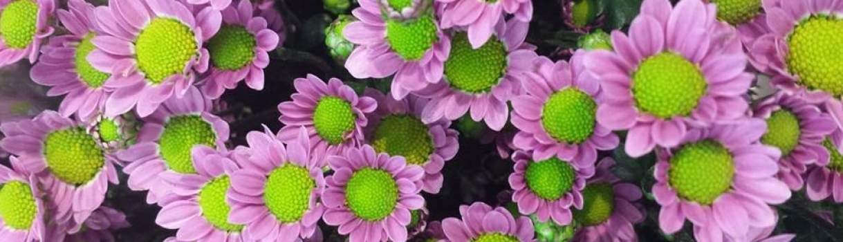 11230782_1589121714694877_8915647398703612810_n